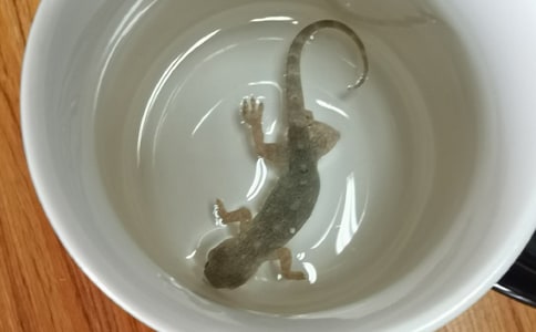 我發(fā)現(xiàn)里壁虎逃生的秘密