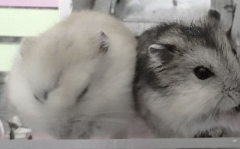 �}��С���������ģ����x49ƪ��