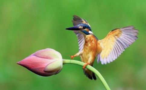 《翠鳥》語文教學(xué)反思