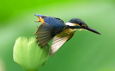 三年級語文《翠鳥》教學(xué)反思