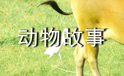 �x�����D��(d��ng)����¡��и�(11ƪ)