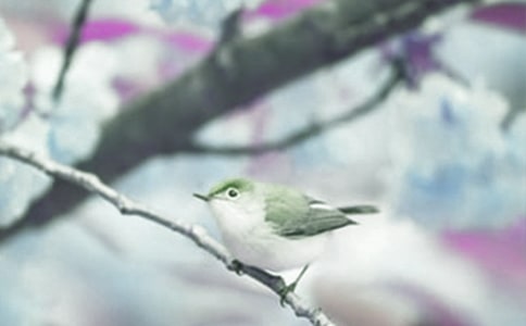 �茑��ֲ���Ԋ��