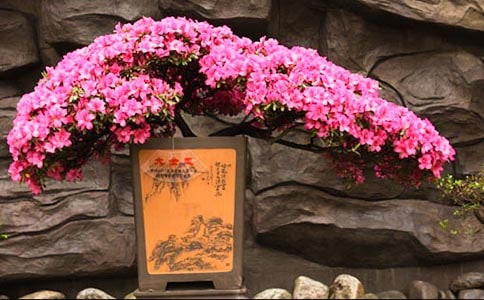 杜鵑花