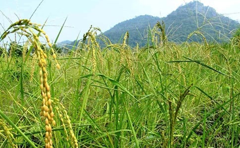 ���^�����r���Ĵ��졷�x��з���