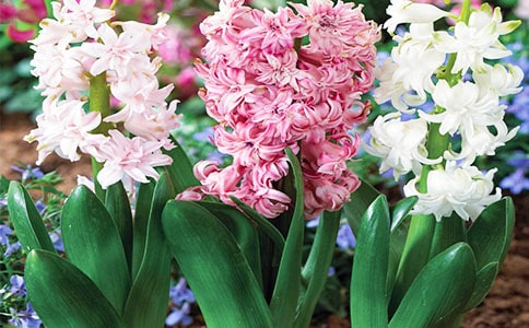 �L����