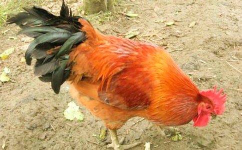 �����˵Ĵ��u