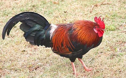 �����Ĺ��u���ģ����x20ƪ��