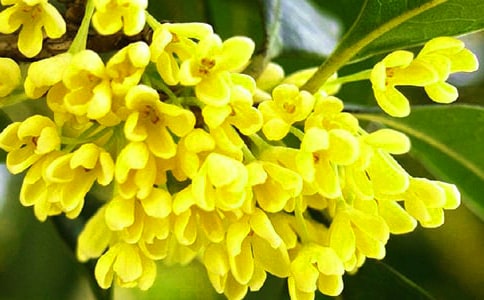 ����һ��������ģ����x32ƪ��