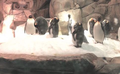 海洋公園半日游