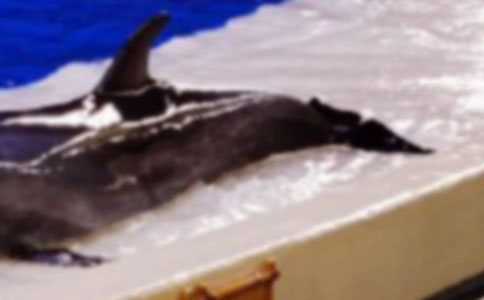 (薦)《藍(lán)色的海豚島》讀后感15篇