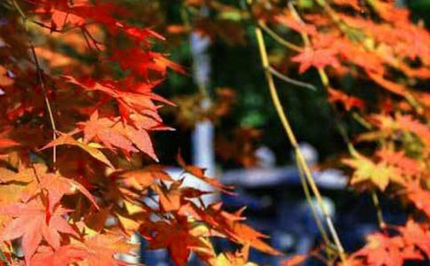 火紅葉舞