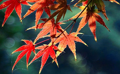 紅葉的典故出處