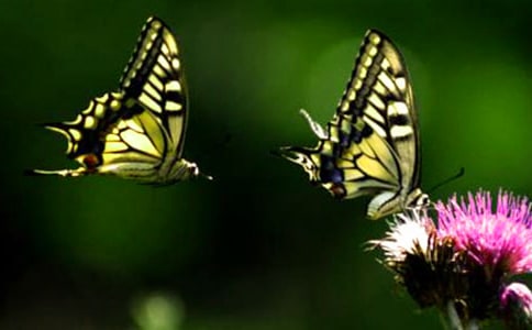 �P(gu��n)��С������С�w��Ĺ���