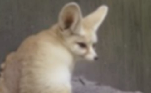 ����С��؂�x���