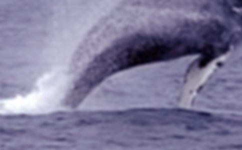 夢(mèng)見鯨魚是什么意思