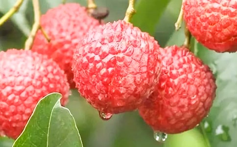 ��Ҋ��֦�A(y��)ʾ��ʲô