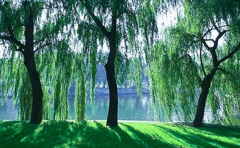 ���]����С�����С���䡷���n�r(sh��)�̌W(xu��)�O(sh��)Ӌ(j��)��Ʒ9ƪ