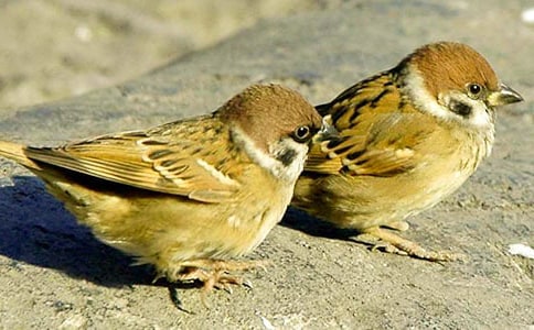 �Č���ȸ���ģ����x54ƪ��
