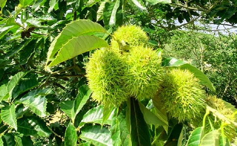 農(nóng)家樂對聯(lián)