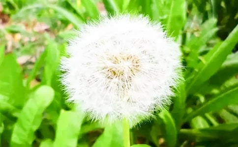 �ѹ�Ӣ�ĉ���