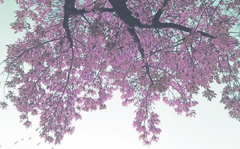 �＾�W(xu��)�ڳ����W(xu��)����ĩ�u(p��ng)�Z(y��)