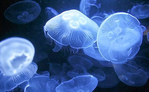 ˮĸ�ĳ��������꼉(j��)��������
