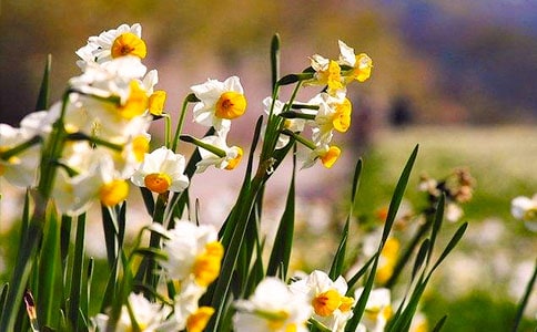 水仙花妹妹與垂柳哥哥