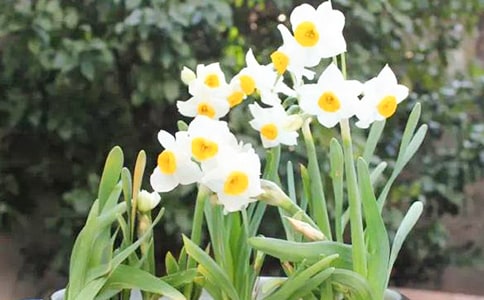 【精選】水仙花三年級作文匯總9篇