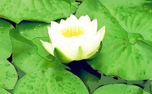 睡蓮小學(xué)四年級(jí)作文(通用29篇)