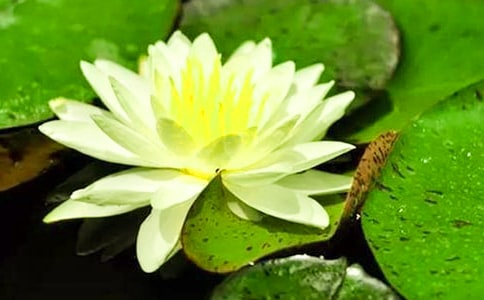 睡蓮四年級作文