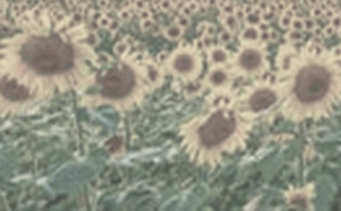 �����̫�(y��ng)��Ů�����꼉(j��)�x���
