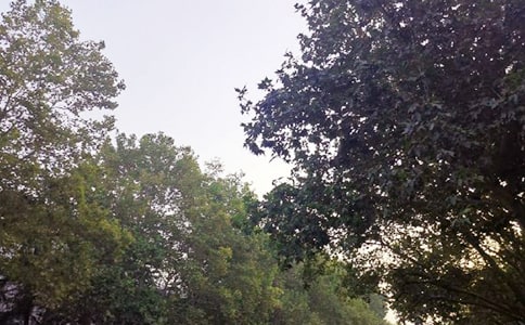 �����簲����50�侫�x