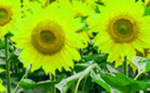 ���տ����l��
