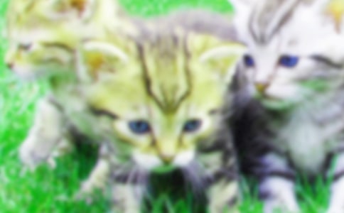 �Ҽҵ�С؈���꼉����