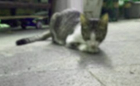 我家的小貓
