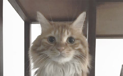 ���؂䡿�ɐ۵�С؈���꼉���ąR����ƪ
