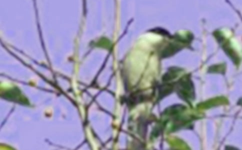 ��������һֻС�B���꼉(j��)���ģ����x38ƪ��