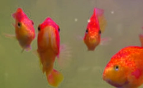 魚苗拼音解釋及造句