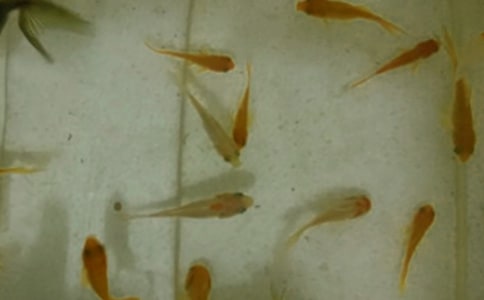 夢見撒魚苗的寓意