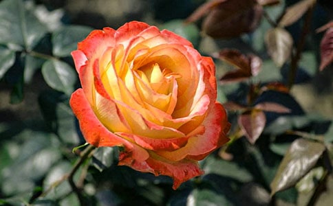 �¼������꼉(j��)���ąR����ƪ