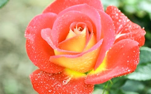 月季花
