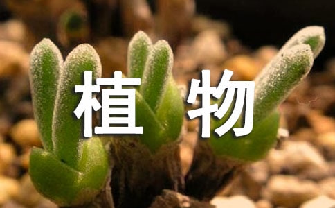 關(guān)于描寫植物的古詩(shī)句