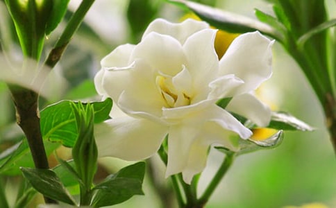 �d�ӻ��ĳ�һ����