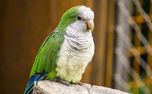 �W�^�c���