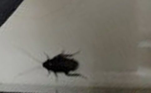夢(mèng)見抓蟑螂是什么意思