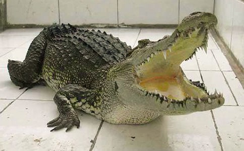 С�{�~�Ĵ����