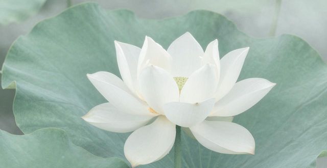 形容荷花顏色的成語(yǔ)