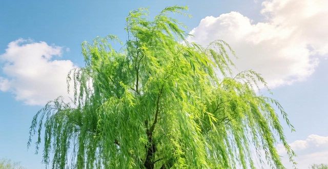 春天最佳10首古詩